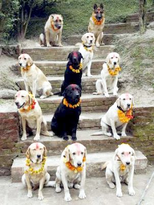 dog worshipday in nepal